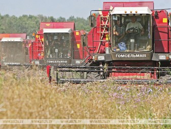 Белорусские аграрии убрали более половины площадей озимого рапса на зерно