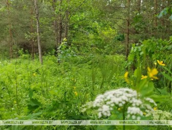 Запреты и ограничения на посещение лесов действуют в 24 районах Беларуси