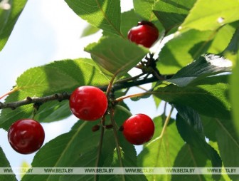 До +29°С ожидается в Беларуси 26 июля