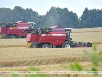 Белорусские аграрии намолотили более 1,5 млн т зерна