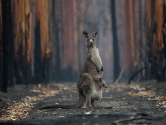 Около 3 млрд животных погибли или пострадали при лесных пожарах в Австралии