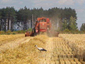 Более 3 млн т зерна намолочено в Беларуси