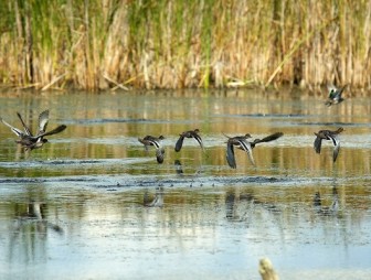 Открывается летне-осенний сезон охоты на водоплавающую и болотную дичь