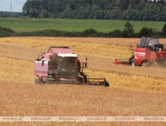 Белорусские аграрии убрали более 40% площадей зерновых