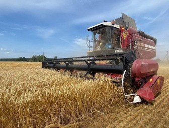 Шестой миллион тонн зерна впереди. Аграрии Беларуси приближаются к очередной значимой цифре