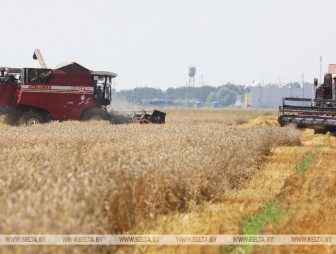 Аграрии Гродненской области намолотили более 1,2 млн тонн зерна