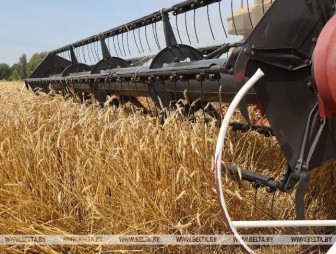 В Беларуси намолотили 6,5 млн т зерна