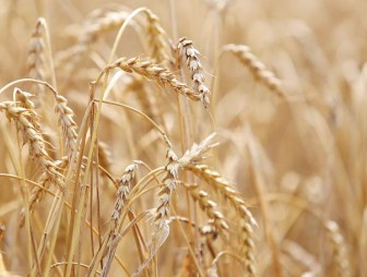 Белорусские аграрии намолотили более 7 млн т зерна
