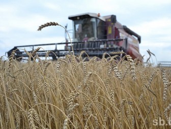 В Беларуси осталось убрать 12,1% площадей зерновых