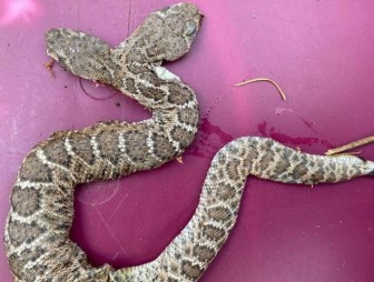 Уникальную двухголовую змею обнаружили в США