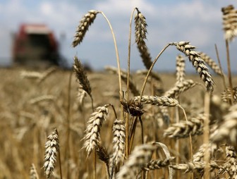 Белорусские аграрии намолотили почти 7,9 млн т зерна