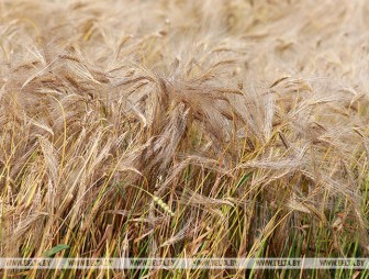 В Беларуси осталось убрать 3,5% зерновых
