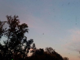 Город в России атаковали полчища насекомых