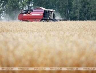 В Беларуси намолотили более 8 млн т зерна