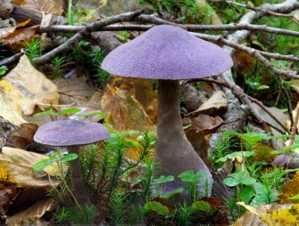 Редкий фиолетовый гриб заметили в Беловежской пуще