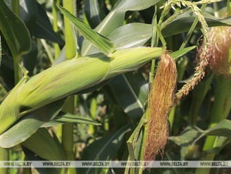 Кукуруза в Беларуси убрана с трети площадей