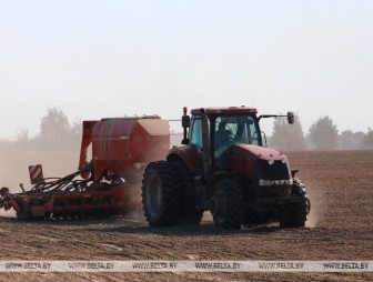 Сев озимых зерновых в Беларуси проведен на половине площадей