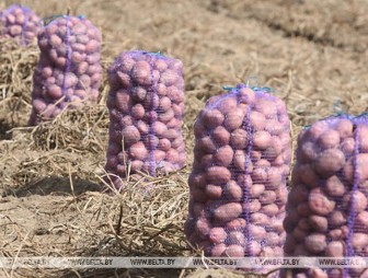 Сельхозорганизации Беларуси убрали картофель с половины площадей