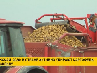В Беларуси активно убирают картофель и свёклу