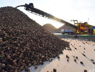 В Беларуси собрали первый миллион тонн сахарной свеклы