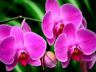 Народные средства для подкормки орхидей