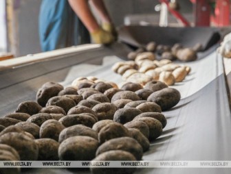 В Беларуси осталось убрать 2,2% площадей картофеля