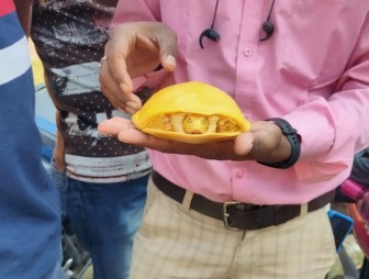Уникальную желтую черепашку обнаружили в Индии