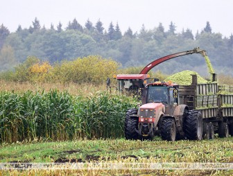 В Беларуси осталось убрать 6,5% площадей кукурузы