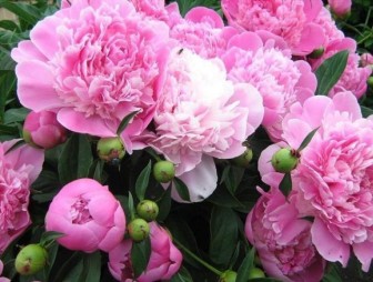 Как вырастить роскошно цветущие пионы?