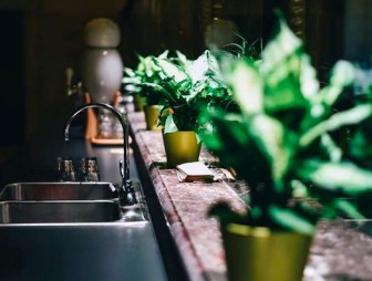 Воздух в доме: пять комнатных растений для чистоты и свежести