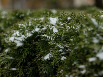 Мокрый снег ожидается в Беларуси 29 ноября