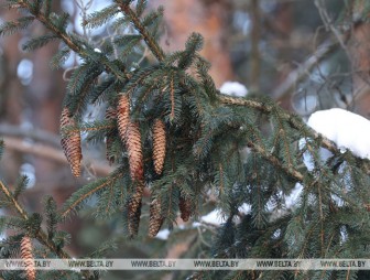 До -8°С ожидается в Беларуси 12 декабря