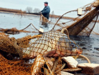 Улов с преступным отливом: суд Мостовского района вынес приговор горе-рыбакам