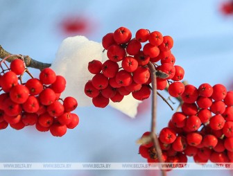 Небольшой снег и до -13°С ожидается в Беларуси 10 января