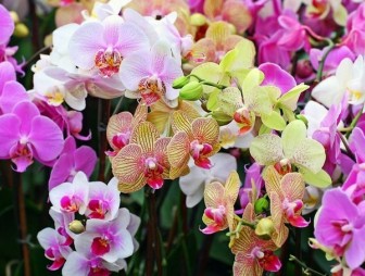 Как правильно поливать орхидею, чтобы цветок был здоровым?