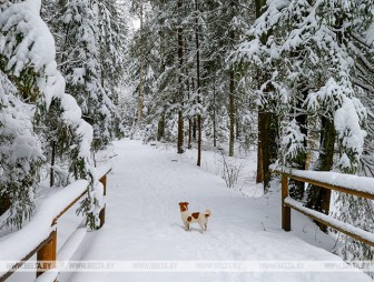 Морозные ночи и утром до −17°С. Погода в Гродно на ближайшие дни