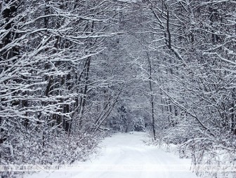 Морозы до -29°С ожидаются в Беларуси 17 января