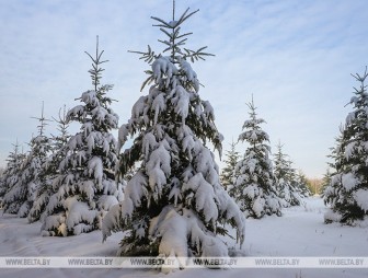 Синоптики прогнозируют в Беларуси морозы до -10°С и гололедицу 29 января