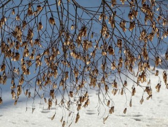 Народные приметы, которые расскажут о скором приближении весны. Вот несколько верных признаков