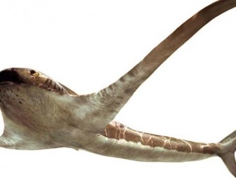 В Мексике палеонтологи обнаружили древнюю акулу с крыльями