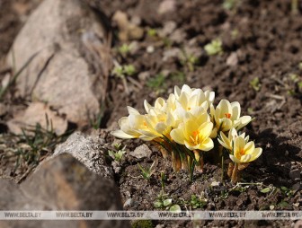 До +21°С ожидается в Беларуси в середине этой недели