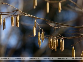 В Беларуси 31 марта ожидается до +21°С