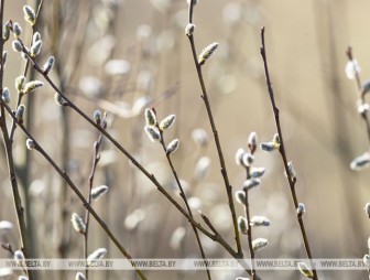 В Беларуси 1 апреля ожидается до +19°С