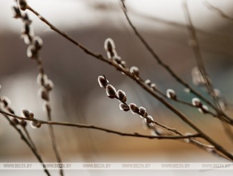 Дождь, слабый туман и до +9°С ожидаются в Беларуси 4 апреля