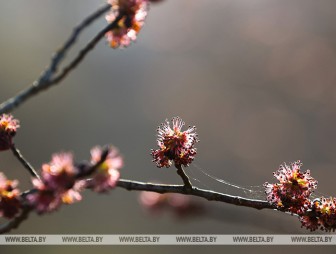 Дожди с мокрым снегом ожидаются в Беларуси 24 апреля