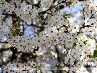 В Беларуси до конца недели сохранится дождливая погода