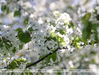 Глобальное потепление без летнего тепла. Какие еще аномалии приберегла для нас природа