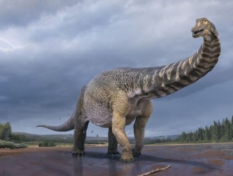 В Австралии обнаружили самый крупный вид динозавров