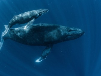 Неизвестную популяцию голубых китов обнаружили в Индийском океане