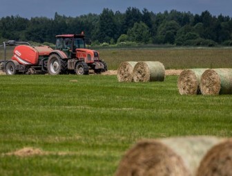 Больше 500 тысяч тонн сена заготовлено в Беларуси